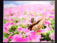 群生するピンクのペチュニアにとまる蝶
